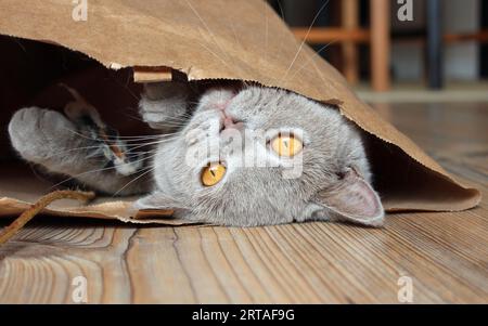 chat sur le sol, adorable, mignon, moelleux et ludique chat jouant et s'amusant en portrait Banque D'Images