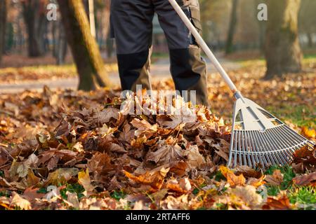 Travailleur masculin anonyme portant un uniforme sombre utilisant un râteau de ventilateur pour rassembler les feuilles tombées en pile sur la cour arrière. Vue de la récolte de l'homme ratissant les feuilles sèches, nettoyage gr Banque D'Images