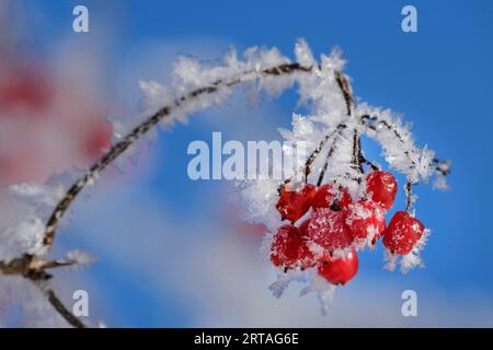 Arbuste aux baies rouges, couvert de framboises, lac Fuschl, Salzkammergut, monts Salzkammergut, Salzbourg, Autriche Banque D'Images