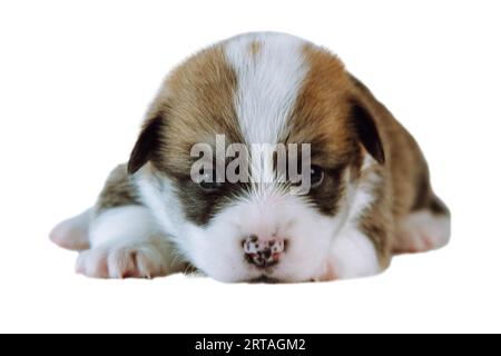 Portrait d'étonnant petit chiot de deux mois de chien welsh pembroke corgi couché relaxant reposant sur fond blanc, regardant la caméra. Amour pour animaux, pe Banque D'Images