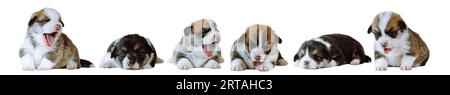 Portrait du groupe de six beaux chiots de deux mois de chien welsh pembroke corgi assis, couché, bâillant, posant sur fond blanc. Amour pour animaux de compagnie, animal de compagnie c Banque D'Images