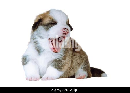 Portrait d'adorable épuisé fatigué brun blanc de deux mois chiot de chien welsh pembroke corgi assis sur fond blanc, bâillant, ouvrant la bouche wi Banque D'Images