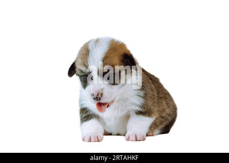 Portrait d'adorable chiot blanc brun de deux mois de chien welsh pembroke corgi assis sur fond blanc montrant la langue, ouverture de la bouche. Amour pour animaux de compagnie, Banque D'Images
