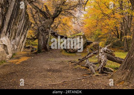 Mystérieux chemin mystique dans une nature spectaculaire avec des rochers et des arbres d'automne près de El Chalten, Argentine, Patagonie Banque D'Images