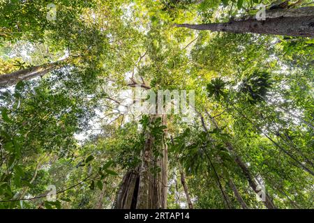 Géant de la jungle antique Makayuk - le vieil arbre dans la jungle de l'île de Ko Kut ou Koh Kood dans le golfe de Thaïlande, en Asie Banque D'Images