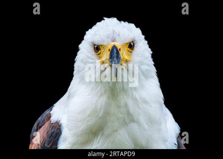 Aigle de poisson africain sur fond noir Banque D'Images