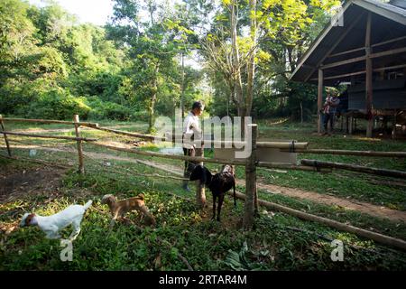 Koh Yao, Thaïlande ; 1 janvier 2023 : un agriculteur nourrit ses chèvres sur sa ferme Koh Yao. Banque D'Images