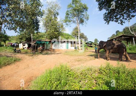 Chiang Rai, Thaïlande ; 1 janvier 2023 : une maison dans les montagnes de Chiang Mai avec un éléphant marchant dans le jardin. Banque D'Images