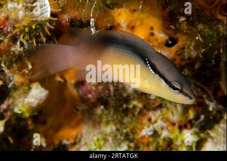 Forme jaune de Komodo de Bandit Dottyback, Pseudochromis perspicillatus, site de plongée de Sebayor Kecil, entre les îles Komodo et Flores, parc national de Komodo Banque D'Images