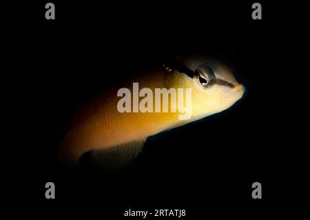 Forme jaune Komodo de Bandit Dottyback, Pseudochromis perspicillatus, dans le trou, site de plongée de Sebayor Kecil, entre les îles Komodo et Flores, Komodo Nati Banque D'Images