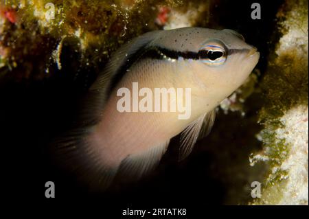 Bandit Dottyback, Pseudochromis perspicillatus, site de plongée de Sebayor Kecil, entre les îles Komodo et Flores, Parc National de Komodo, Indonésie Banque D'Images