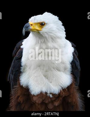 Aigle de poisson africain sur fond noir Banque D'Images