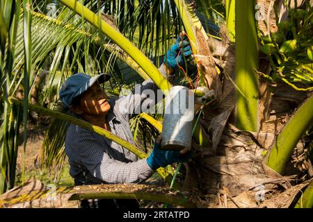 Samut Songkhram, Thaïlande ; 1 janvier 2023 : une agricultrice sénior collecte du jus des tiges de cocotiers dans une plantation de cocotiers biologique. Banque D'Images