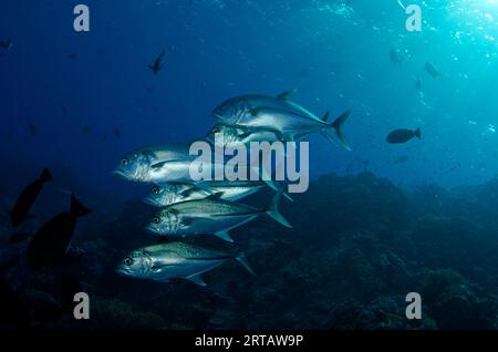 École de Bigeye Trevally, Caranx sexfasciatus, avec soleil en arrière-plan, site de plongée Crystal Rock, Gili Lawa Laut, au nord de l'île de Komodo, Komodo Nationa Banque D'Images