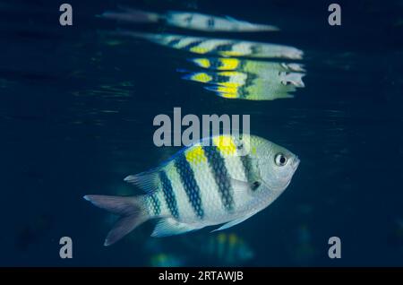 Sergent Indo-Pacifique Damselish, Abudefduf vaigiensis, avec réflexion en surface, site de plongée Liberty Wreck, Tulamben, Karangasem. Bali, Indonésie Banque D'Images