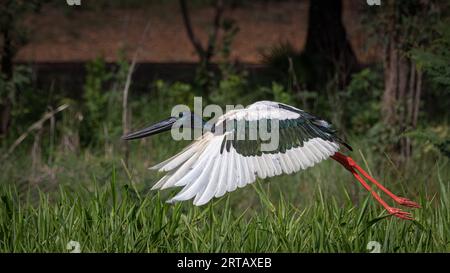 Un mâle à cou noir Stork en vol. Banque D'Images