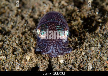 Berry's Bobtail Squid, Euprymna berryi, site de plongée Melasti, Amed, Karangasem, Bali, Indonésie Banque D'Images