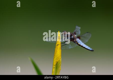 Ventre plat (Libellula depressa), mâle à un étang, dans la vallée de Bluntau, Salzbourg, Autriche Banque D'Images