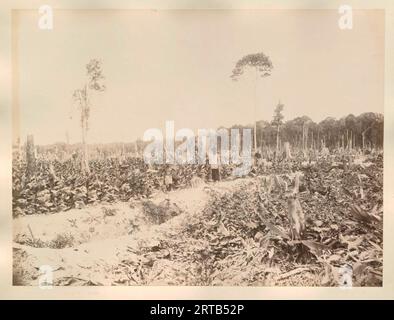 Le colonialisme européen en Indonésie, 1900, 1890, vue d'une plantation avec des travailleurs contractuels javanais, probablement à Langkat, Sumatra Banque D'Images