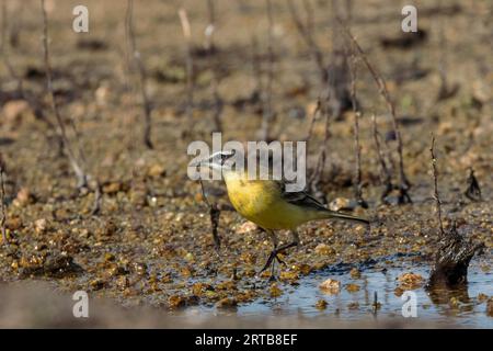 Un wagtail jaune occidental marchant à travers une zone verdoyante et verdoyante. Banque D'Images