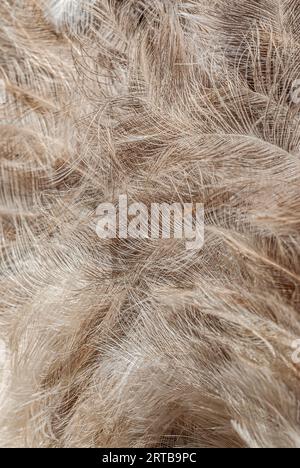 Gros plan des plumes d'autruche Banque D'Images