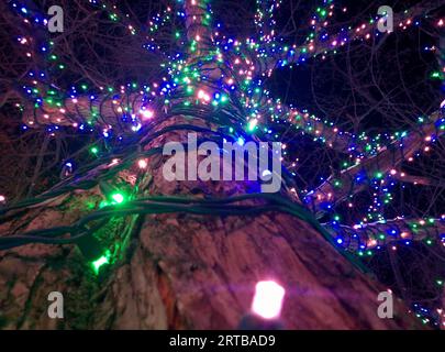 Gros plan d'un arbre majestueux avec des lumières scintillantes tissées dans les branches, illuminées dans un ciel étoilé Banque D'Images