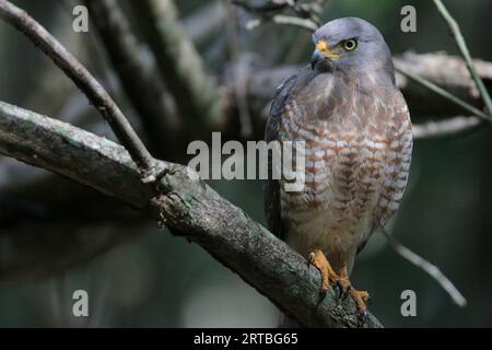 Faucon de bord de route (Buteo magnostris), oiseau immature perché sur une branche, vue de face, USA Banque D'Images