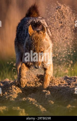 Chacal doré eurasien, chacal européen (Canis aureus moreoticus, Canis moreoticus), creusant dans un sol sablonneux, vue de face, Roumanie, Delta du Danube Banque D'Images