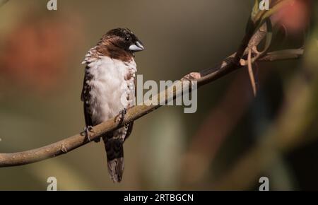 Mannikin en bronze, munia en bronze (Lonchura cucullata), perché sur une branche, vue de face, USA Banque D'Images