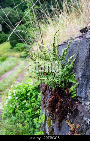 Rate noire (Asplenium adiantum-nigrum), poussant sur un mur, Allemagne, Rhénanie-Palatinat Banque D'Images