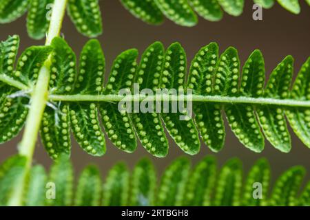 Fougère douce de montagne, fougère parfumée au citron, fougère de montagne (Oreopteris limbosperma, Thelypteris limbosperma, Lastrea limbosperma), folioles avec sori sur Banque D'Images