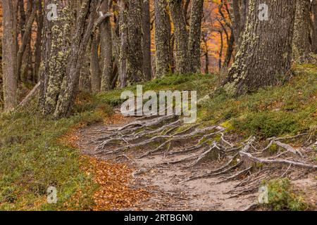 Racines sur un sentier de randonnée à travers une forêt d'automne dans le parc national Los Glaciares dans le sud de l'Argentine, Patagonie Banque D'Images