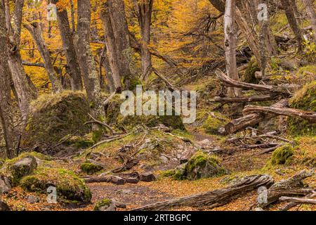 Paysage de conte de fées avec forêt d'automne et rochers dans le parc national Los Glaciares en Argentine, Patagonie Banque D'Images