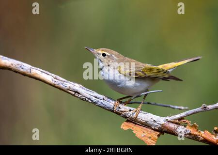 Paruline de bonelli (Phylloscopus bonelli), mâle sur un arbre, Espagne, Sierra de Gredos Banque D'Images