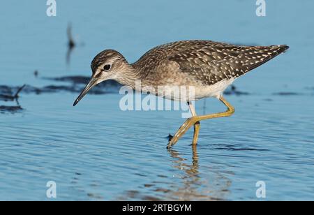 Ponceuse à bois (Tringa glareola), oiseaux juvéniles pataugent à travers les eaux peu profondes et la recherche de nourriture, vue latérale, pays-Bas, pays-Bas du Nord Banque D'Images