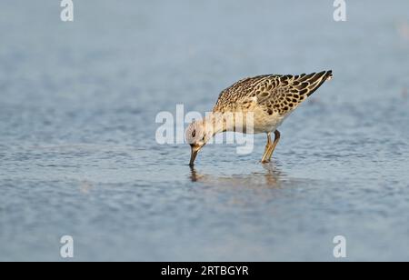 Ruff (Alidris pugnax, Philomachus pugnax, Calidris pugnax), recherche de nourriture en eau peu profonde, vue latérale, pays-Bas Banque D'Images