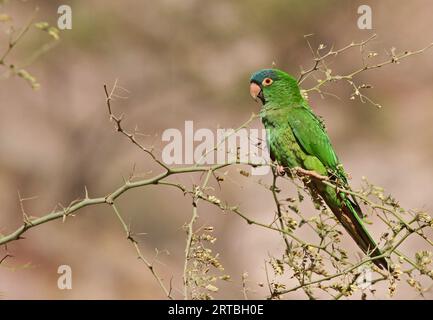 Perruque à couronne bleue, conure à couronne bleue, conure à queue acuticaudatus (Thectocercus acuticaudatus, Aratinga acuticaudata, Psittacara acuticaudatus), Banque D'Images