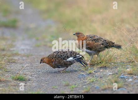 Grouse de saule, ptarmigan de saule (Lagopus lagopus), deux immatures se nourrissant sur un chemin, vue latérale, Finlande Banque D'Images
