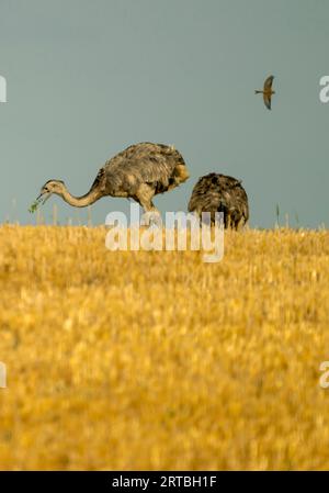 Rhée plus importante (Rhea americana), deux rheas plus importantes se nourrissant sur un champ de chaume, Allemagne Banque D'Images