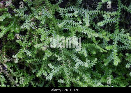 Clubmoss dentés, Clubmoss, denticulé selaginella, denticulé spikemoss (Selaginella denticulata), poussant sur un rocher, Îles Canaries, la Palma Banque D'Images