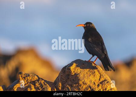 La mouche à bec rouge (Pyrrrhocorax pyrrhocorax), perchée sur un rocher, îles Canaries, la Palma, Roque de los Muchachos Banque D'Images