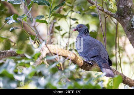Pigeon de Bolle (Columba bollii), assis dans la forêt de Laurier, îles Canaries, la Palma Banque D'Images