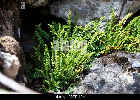 Spleenwort vert (Asplenium viride), poussant sur une paroi rocheuse, Suisse, Valais Banque D'Images