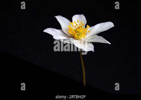 Anémone de bois (Anemone nemorosa), fleur sur fond noir Banque D'Images