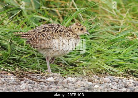 Faisan commun, faisan du Caucase, faisan du Caucase (Phasianus colchicus), juvénile, pays-Bas Banque D'Images