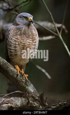 Faucon de bord de route (Buteo magnostris), oiseau immature perché sur une branche, vue de face, USA Banque D'Images