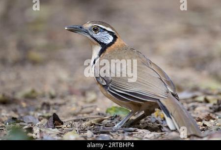 Plus grande grive riante enlacée, plus grande grive riante enlacée (Garrulax pectoralis, Pterorhinus pectoralis), perchée sur le sol, USA Banque D'Images