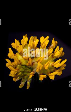 Fréquent kidneyvetch, vetch rénale, wort (Anthyllis vulneraria, Vulneraria heterophylla), inflorescence sur fond noir, pays-Bas, Banque D'Images