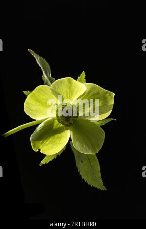 Hellebore vert (Helleborus viridis), fleur en contre-jour sur fond noir, pays-Bas Banque D'Images