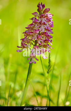 Casque orchidée, casque orchidée, Orchis militaris, Banque D'Images
